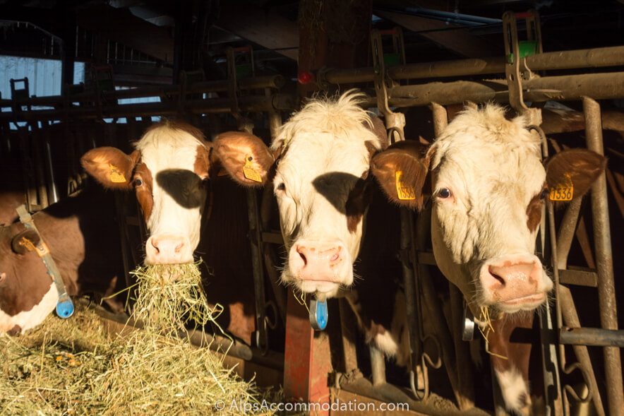 Happy%20cows%20producing%20milk